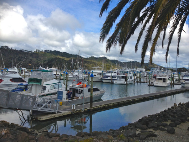 Marina in whitianga.